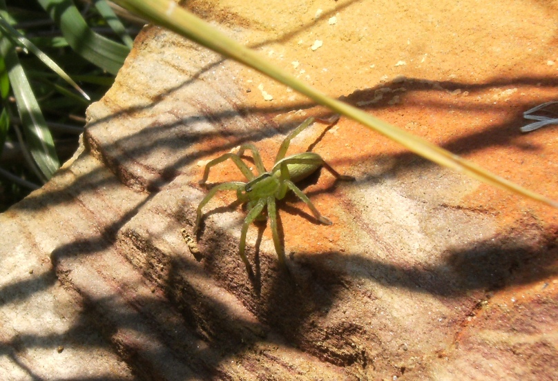 Micrommata sp.